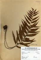 藏品(萊氏鐵角蕨)的圖片